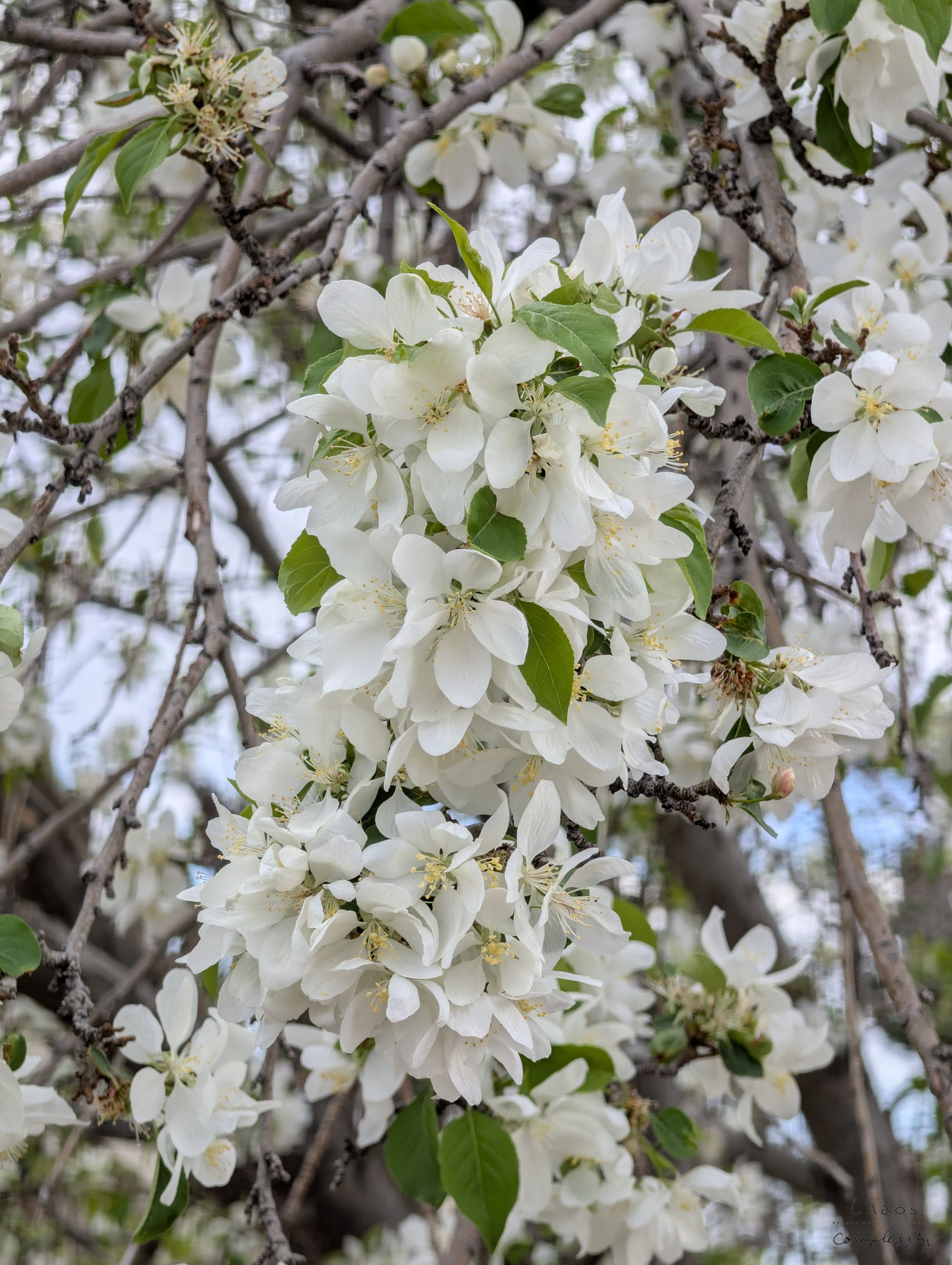 Petals